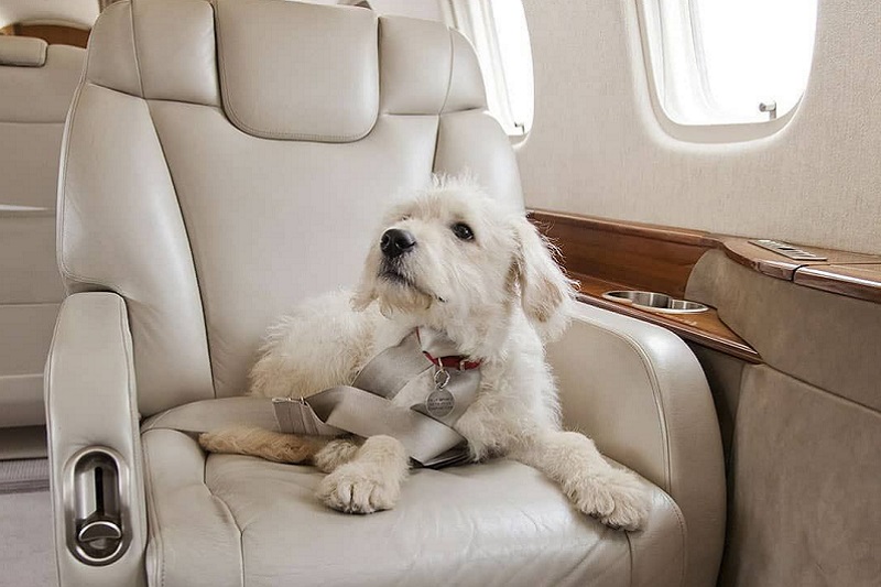 pets private jet
